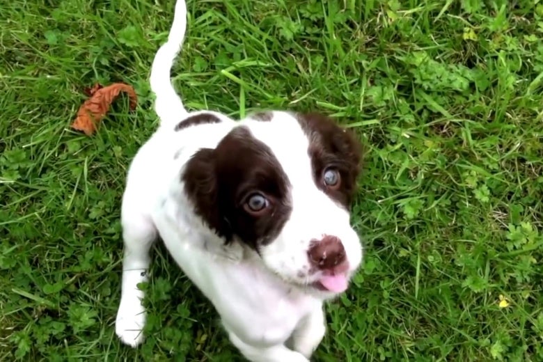 A dog!